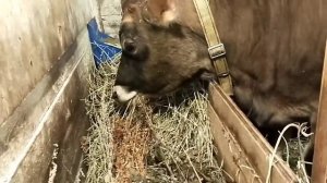Вкусняшки для Семьи ?? Улучшаем аппетит КОЗАМ травами?Приспособа для Лизы ? Полезный УЖИН у КОЗ ?