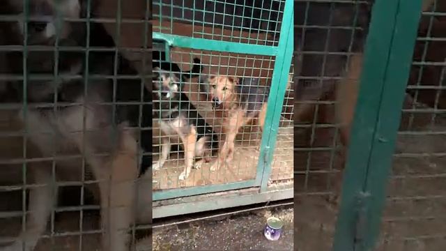 Кормление 9-10 ряд смотреть онлайн