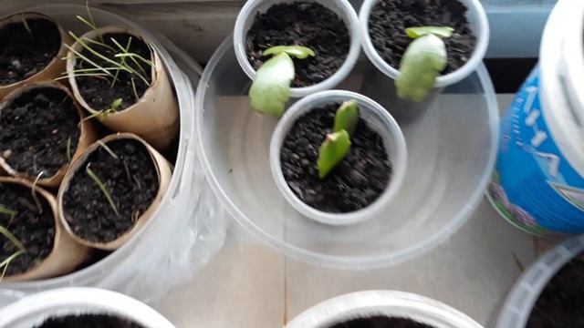 Перец БЕЗ пикировки!Чеснок ЧЕРЕЗ рассаду! смотреть онлайн