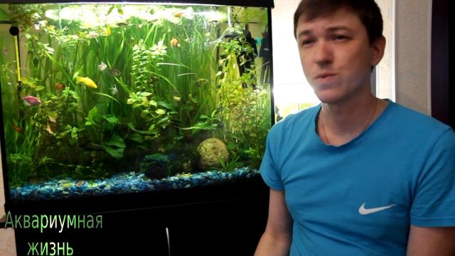 Первый запуск аквариума, с чего начать(совет для новичков) смотреть онлайн