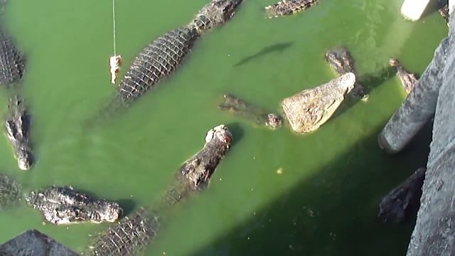 Рыбалка на крокодила.Fishing on a crocadile смотреть онлайн