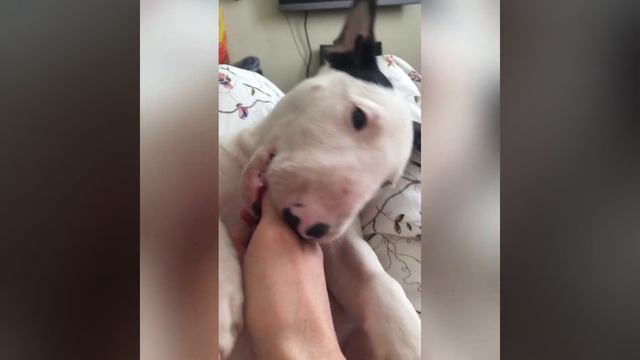 #Доброе#Утро#Бультерьера🌞❤️😇🌞❤️😇 #милашка Джейн From #Bullterrier#puppy#with#love ❤️❤️❤️❤️❤️❤️❤️ смотреть онлайн