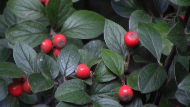 Canon Legria HF-R 406 смотреть онлайн