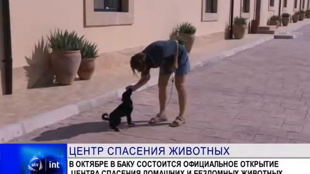 Центр спасения животных в Баку смотреть онлайн