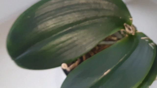 Пират Пикоти. История продолжается #piratepicotee смотреть онлайн