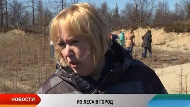 Нарьян-Мар готовится к Дню посадки леса смотреть онлайн