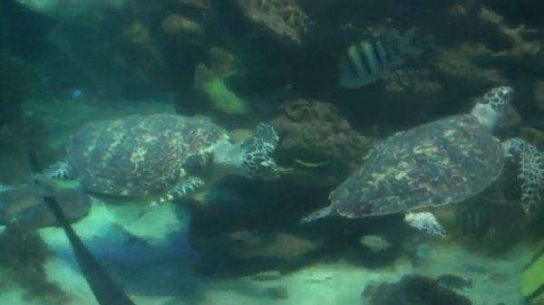 Океанариум