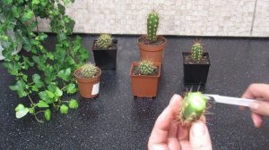 ЗАГНИВАНИЕ КАКТУСА . СПАСЕНИЕ