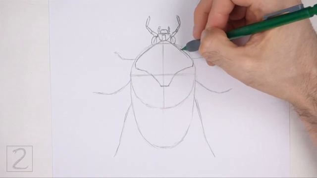How to Draw a Beetle (Figeater Beetle) смотреть онлайн
