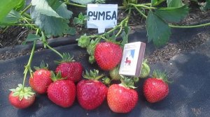 Румба ранний сорт клубники -