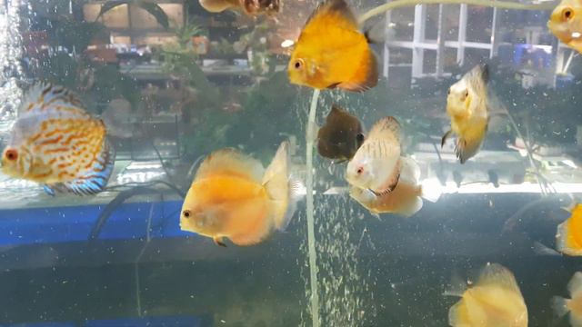 Дискусы в комплексе doggysmile смотреть онлайн