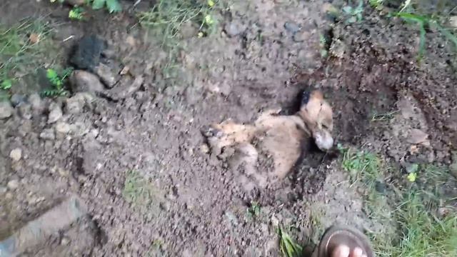 Zefa mengubur Anjing Mati ? Selamat Jalan REMBO смотреть онлайн