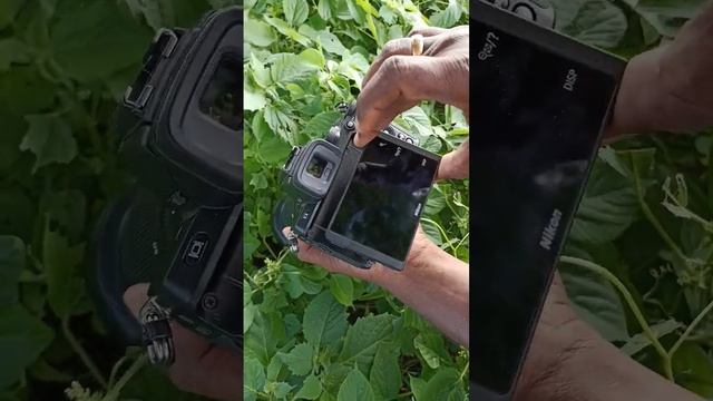 Nikon Z50 Amazing Camera #shortsviral #shortsfeed #photography #photographer смотреть онлайн