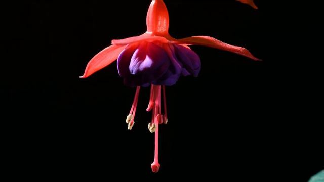 Fuchsia flower opening time lapse. 4K #fuchsia смотреть онлайн