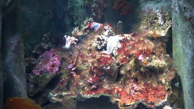 Sydney Aquarium смотреть онлайн