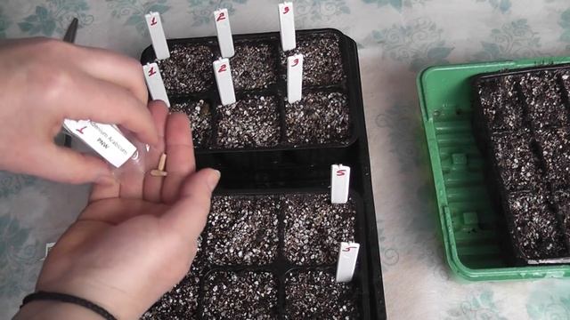 Посадка семян Адениум Arabicum.Adenium Obesum.