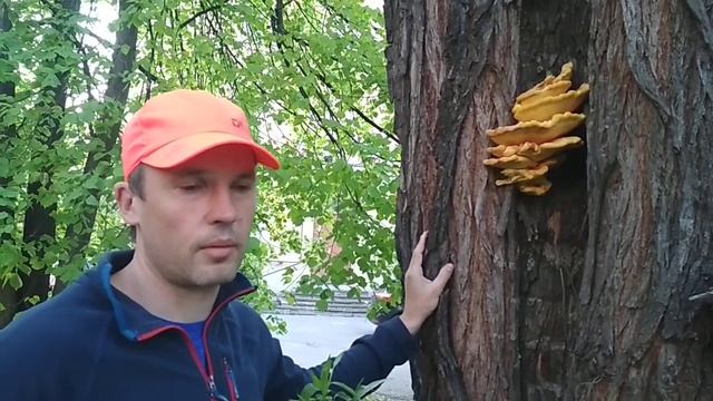 Как выглядит гриб-баран, куриный гриб или трутовик серно-желтый? Съедобные грибы мая. Можно ли есть смотреть онлайн