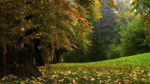 Осенний лес