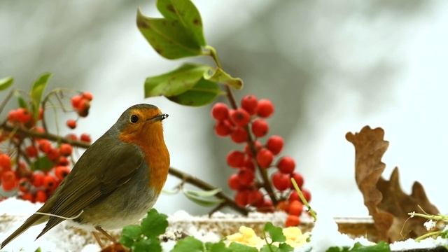 Успокаивающая музыка Пение птиц... Relax sleep music. смотреть онлайн