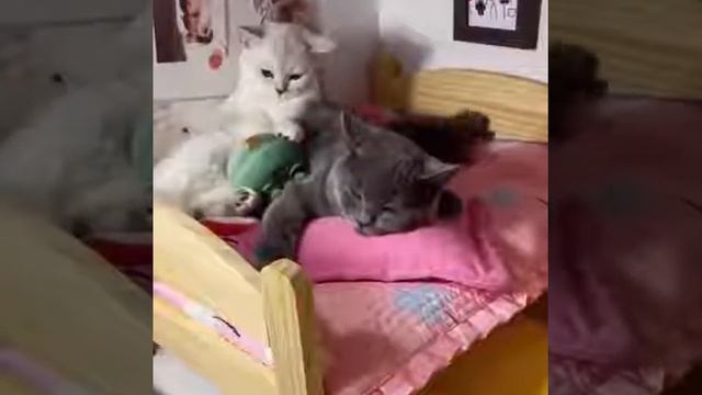 Жили-были кот и кошка смотреть онлайн