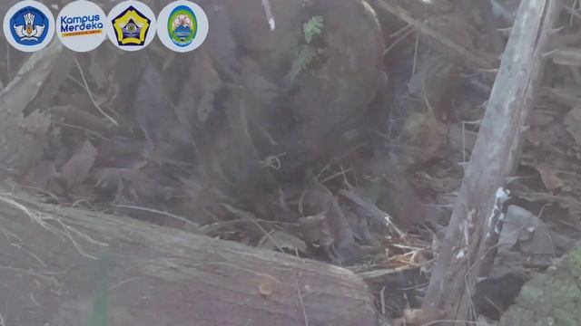 Keanekaragaman Makrofungi Di Kawasan Fakultas Pertanian Universitas Bengkulu смотреть онлайн