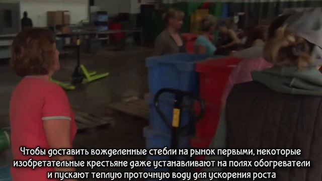 "Белое золото" Германии смотреть онлайн