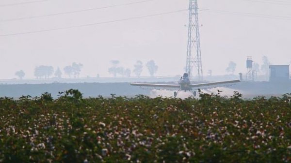 How Cotton Is Grown and Harvested | Where Cotton Fabric Comes From