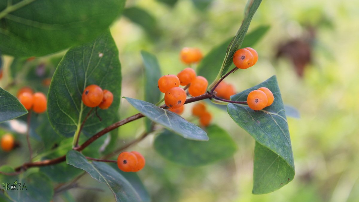 Ягоды. Жимолость татарская смотреть онлайн
