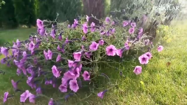 ҚАЛБ ОРОМИ УЧУН ГЎЗАЛ ҚУРОН ТИНГЛАЙМИЗ | UYQU UCHUN SOKIN QURON