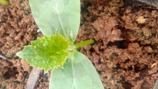 Выращивание огурцов в теплице . Вредители огурца. Выращивание огурцов зимой, 2-я часть. ☝✔ смотреть онлайн