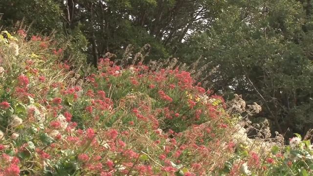 Отдых в Ялте Санаторий Парус, Гаспра смотреть онлайн