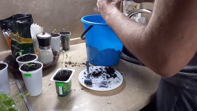 ПИКИРОВКА РАССАДЫ ТОМАТОВ.КАК И КОГДА ПИКИРОВАТЬ РАССАДУ ТОМАТОВ .КЛАССИЧЕСКИЙ СПОСОБ смотреть онлайн