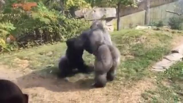 Omaha Zoo - Gorilla Fight "Where's the Zookeepers" смотреть онлайн