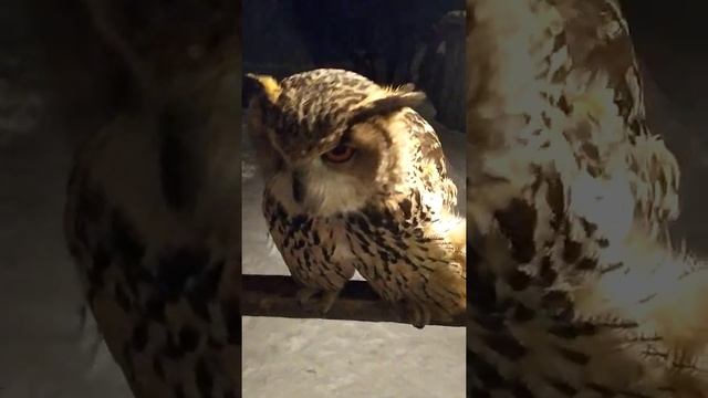 Филин филька