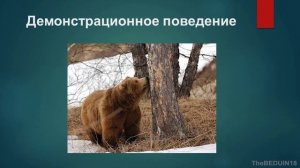 Михаил Кречмар. «Люди против медведей, медведи против людей». Лекция в Ижевске 7XI19.