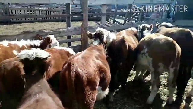 отбивка бычков и загрузка смотреть онлайн