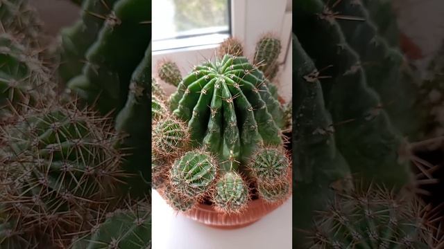 Сactus is not a storage room  КАКТУС НЕ КЛАДОВКА!