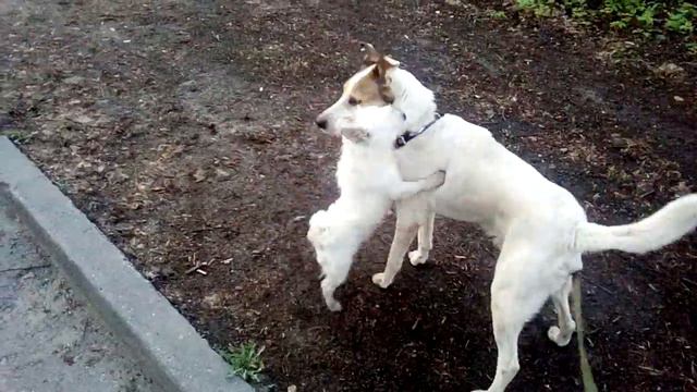 приставучий мелкий пёс смотреть онлайн