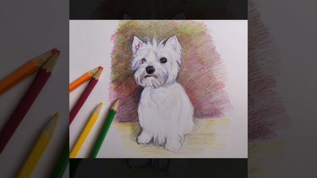 How to draw a dog. West Terrier/Как нарисовать собаку.Вест терьер смотреть онлайн