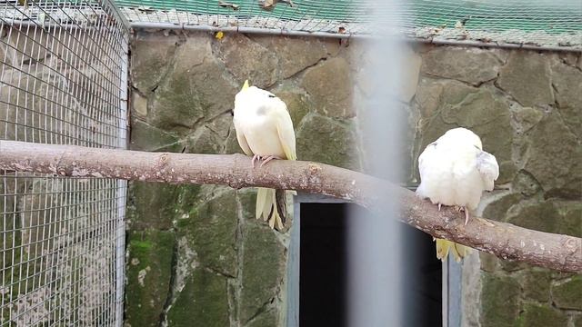 Придорожное зоопарк смотреть онлайн