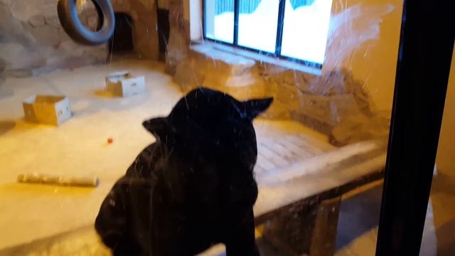 Агрессивный ягуар! Пантера нападает на посетителей зоопарка! смотреть онлайн