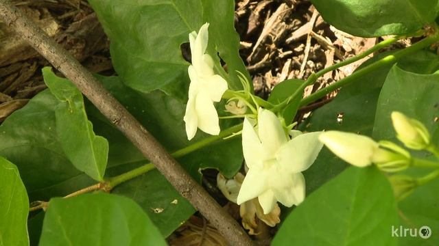 Sambac jasmine |Daphne Richards |Central Texas Gardener смотреть онлайн