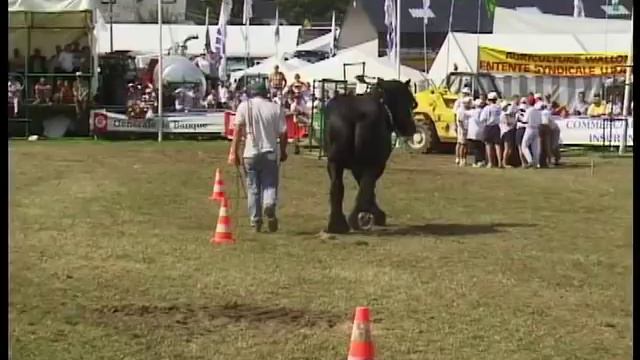 Belgian Draft Horses-contest-pull The Sledge As Far As Possible