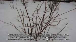 Голубика и черника: в чем разница