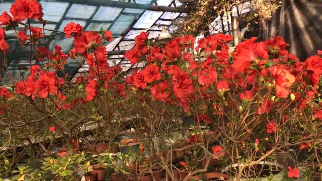 Ботанический сад (Кривой Рог) смотреть онлайн