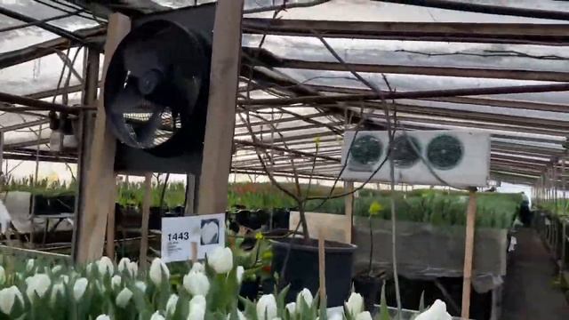 Начало массовой срезки тюльпанов. Работаем без выходных. 19. 02. 2022. смотреть онлайн