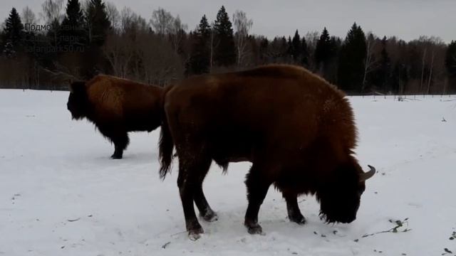 Зубр, буйвол и бизон смотреть онлайн