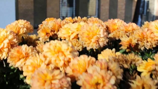 Canon EOS 2000D DSLR, EF-S 18-55mm IS II, photo-video test, in Basic Zone mode, first impression!! смотреть онлайн