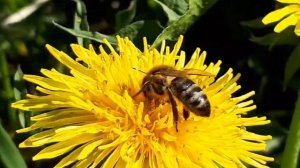 Майский мёд. Как взять его на Южном Урале. Карника