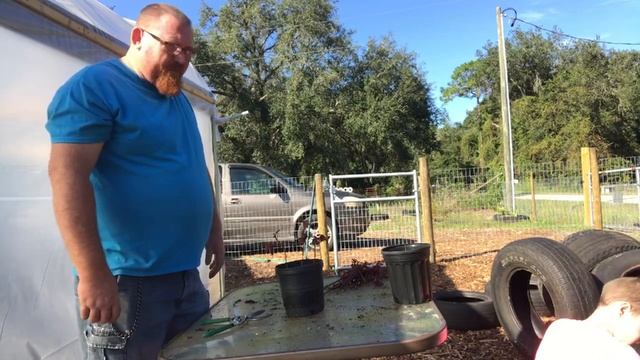 Planting Cuttings Of The Cranberry Hibiscus